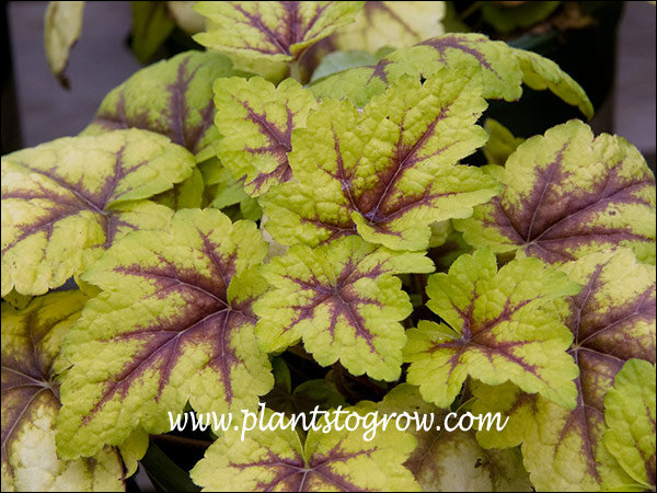 Stop Light Tiarella (Tiarella cordifoila)